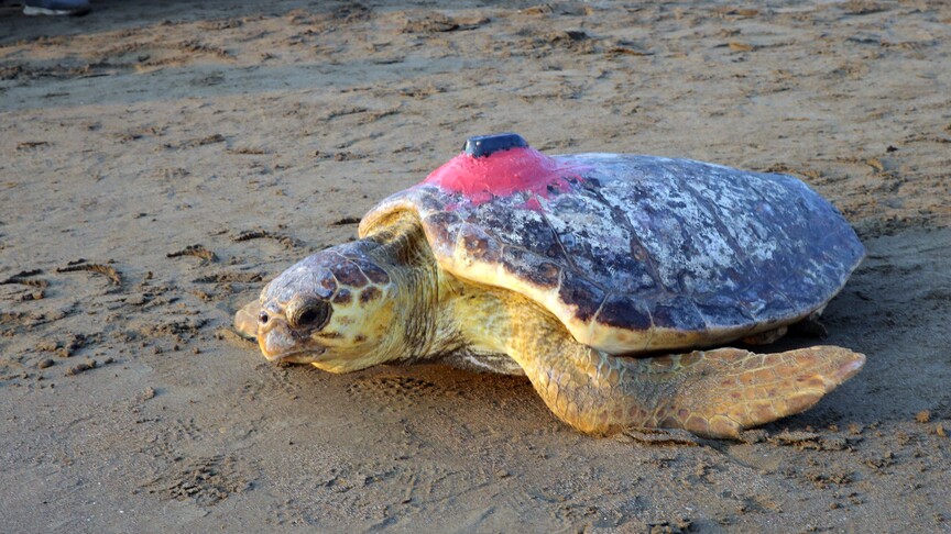 Uydu cihazıyla izlenen caretta caretta "Tuba" Bodrum açıklarında yaşamını sürdürüyor haber görseli