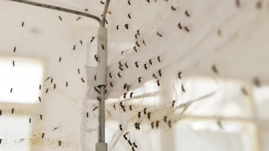 Koreja e Jugut lëshon alarm kombëtar për malarien  pasi zbuloi parazit te mushkonjat