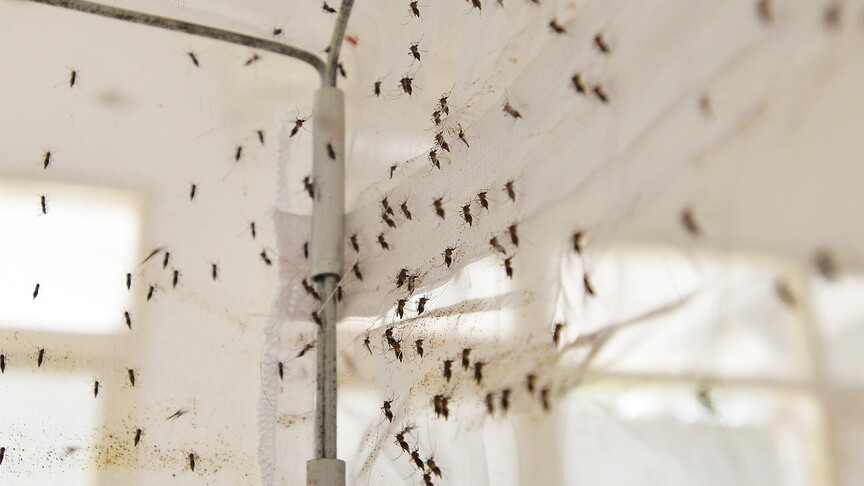South Korea issues nationwide malaria alert after finding parasite in mosquitoes