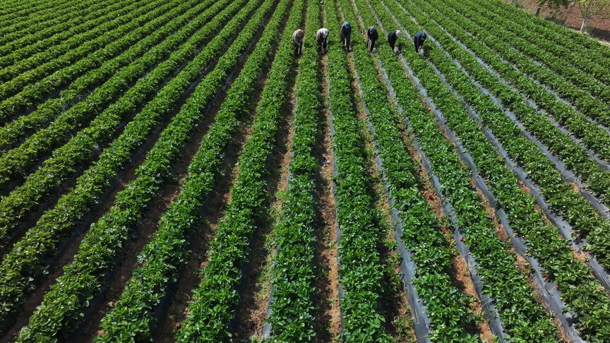 Çiftçilere 110,5 milyon liralık tarımsal destekleme ödemesi bugün yapılıyor