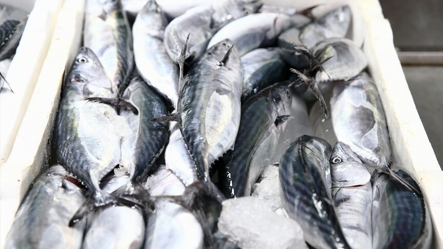 Giresun'da palamut sezonu bereketli başladı haber görseli