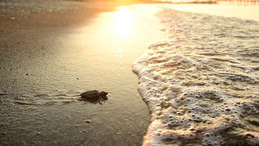 Antalya'da caretta carettaların yuvalarında yavru çıkışları sürüyor haber görseli