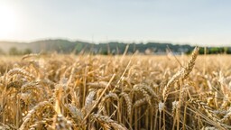 Сильный Эль-Ниньо может обойтись мировой экономике в триллионы долларов