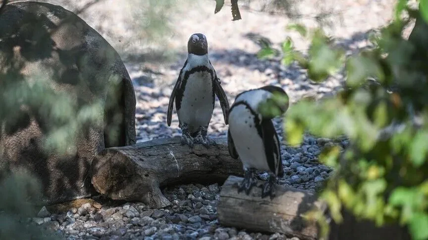 Australia vaksinon mijëra pinguinë të vegjël kundër gripit të shpendëve