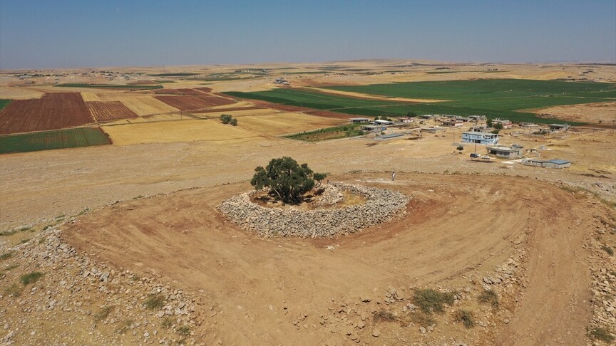 Şanlıurfa'da 13 asırlık zeytin ağacı meyve vermeyi sürdürüyor haber görseli