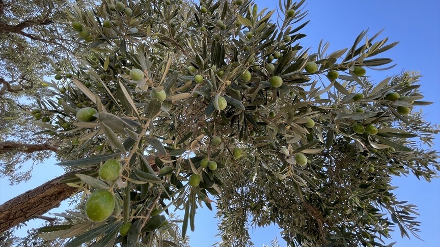 Şanlıurfa'da 13 asırlık zeytin ağacı meyve vermeyi sürdürüyor
