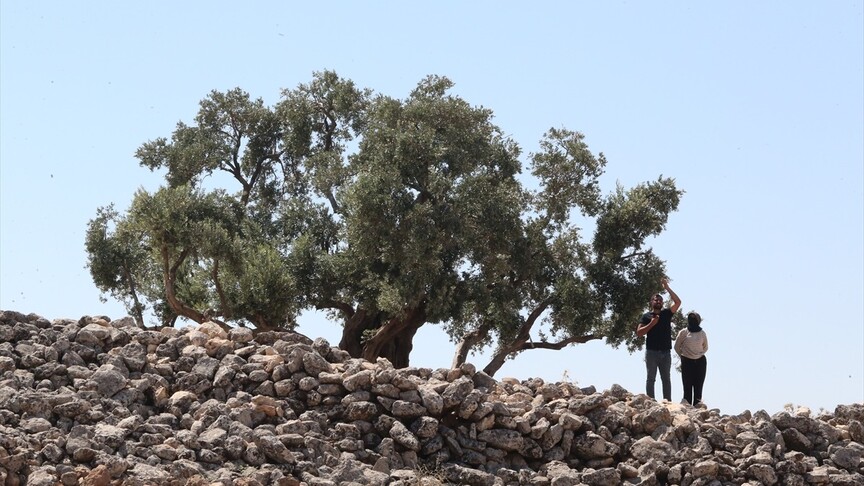 Şanlıurfa'da 13 asırlık zeytin ağacı meyve vermeyi sürdürüyor