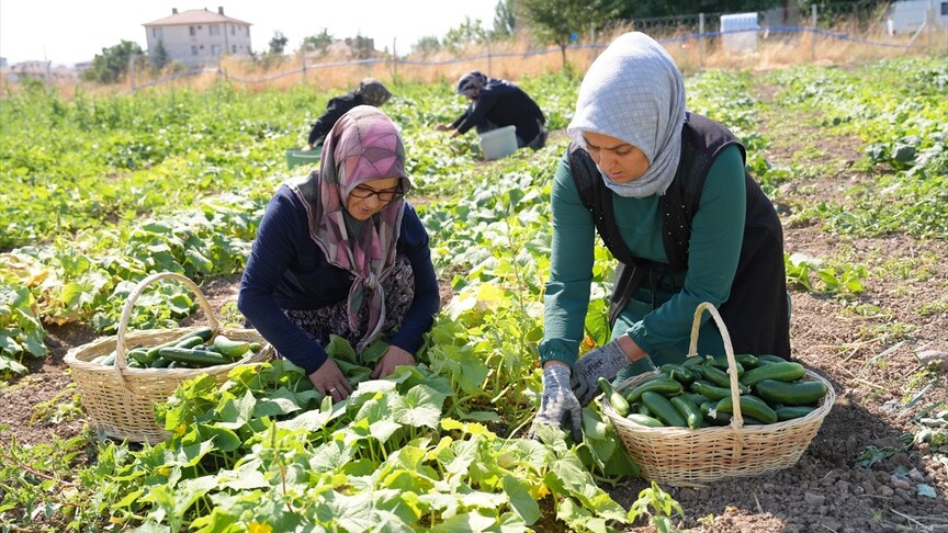 Türkiye'nin "yeşil altını" Çubuk turşusu 45 çeşidiyle dünya lezzetleri arasında haber görseli