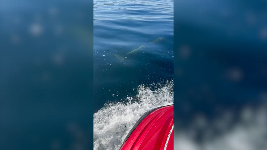 Tekirdağ'da iki yunusun tekneye eşlik ettiği anlar görüntülendi haber görseli