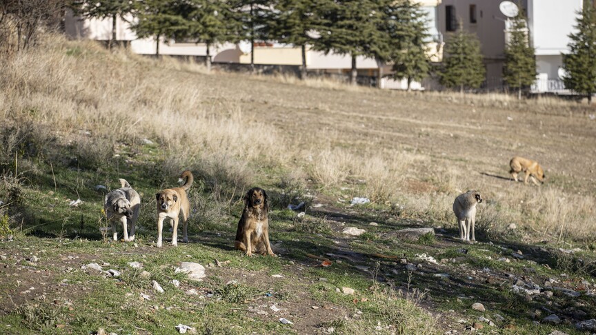 Ankara'daki sahipsiz köpeklerin saldırısında idarenin "hizmet kusuru" olduğu kararı kesinleşti haber görseli