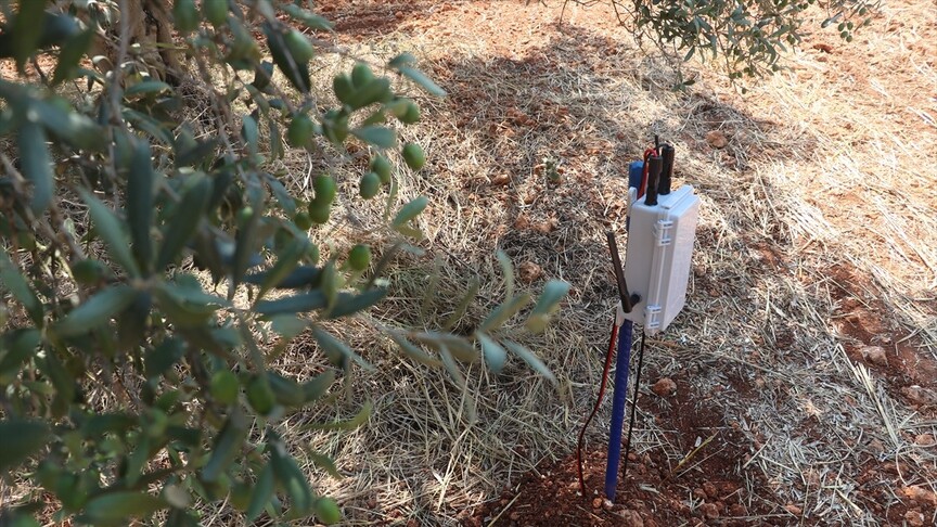 Kooperatif kuran doktorlar zeytin verimini artırmak için yapay zekadan destek alıyor haber görseli