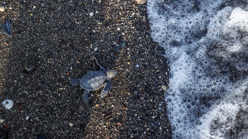 Mersin'de deniz kaplumbağası yavruları mavi sularla buluşuyor haber görseli