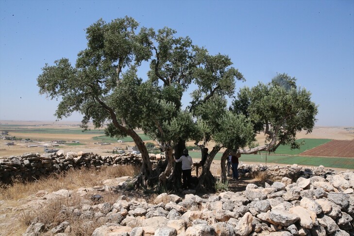 Turqi  ulliri mbi 13 shekullor vazhdon të japë fruta