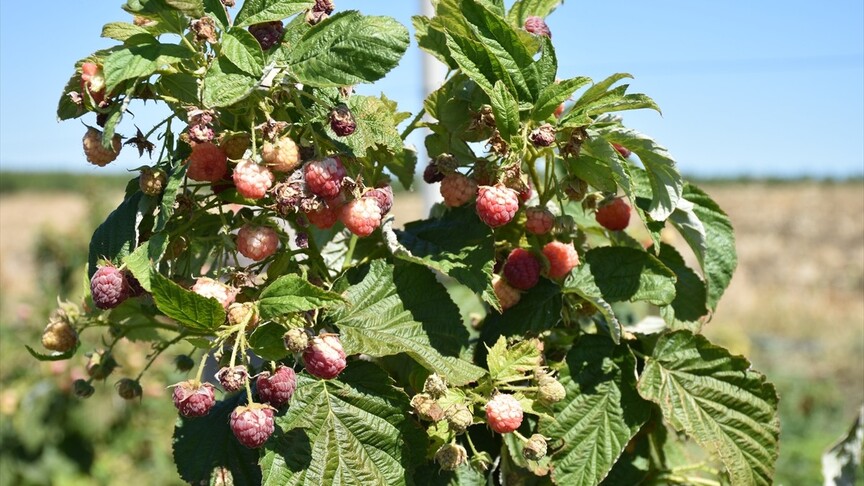 Alternatif ürün olarak yetiştirilen ahududu ve böğürtlen çiftçiye yeni gelir kapısı oldu haber görseli