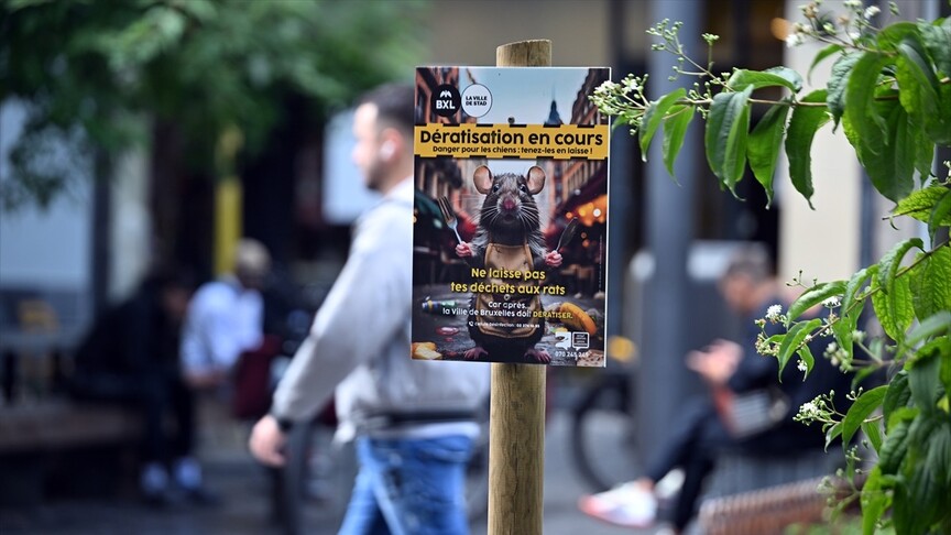 Brüksel'in tarihi ve turistik merkezinde fare sorunu gündemde haber görseli
