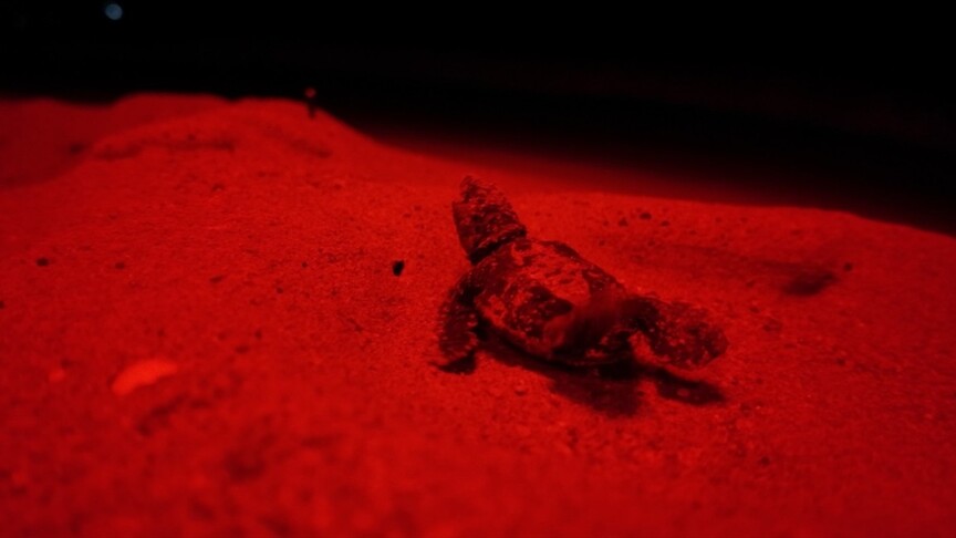 Antalya'da kırmızı LED uygulaması, caretta caretta yavrularının denize ulaşmasına yardımcı oldu haber görseli