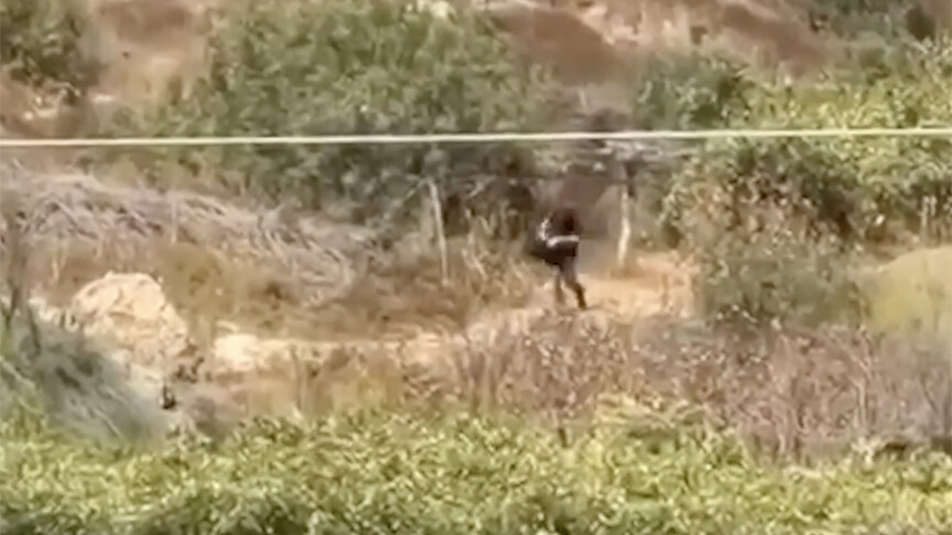 Batı Şeria'da Filistin topraklarını gasbeden İsrailliler, Filistinli çiftçilerin hasat ettiği üzümleri çaldı haber görseli