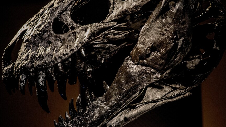 Araştırma, T-rex'in vücut ısısının insanlarınkine benzer olduğuna işaret ediyor haber görseli