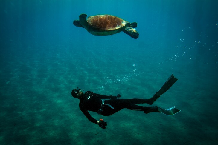 Antalya  miqësia e pazakontë mes zhytësit dhe breshkës së detit
