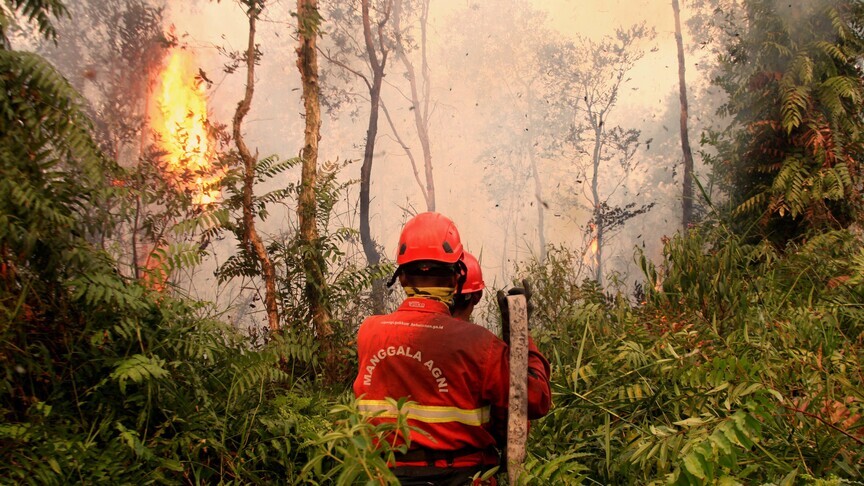 Indonesia Reports 175,000 Respiratory Infections as Wildfires Blanket Region in Smoke