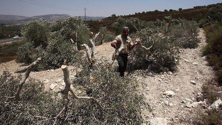 Israeli bulldozers uproot olive trees on Palestinian land in West Bank village, landowners say