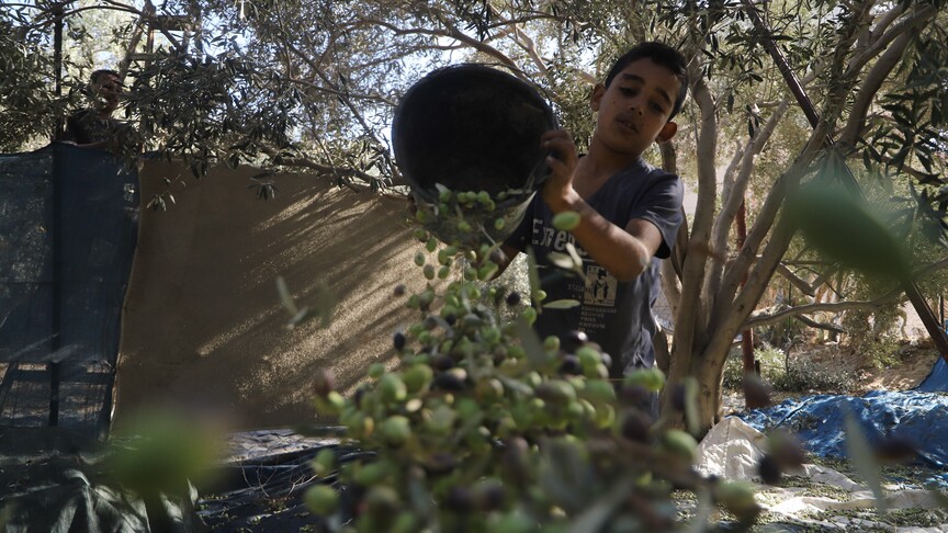 İsrail saldırıları Gazze'de temel besin ve geçim kaynağı zeytin üretimini bitirme noktasına getirdi
