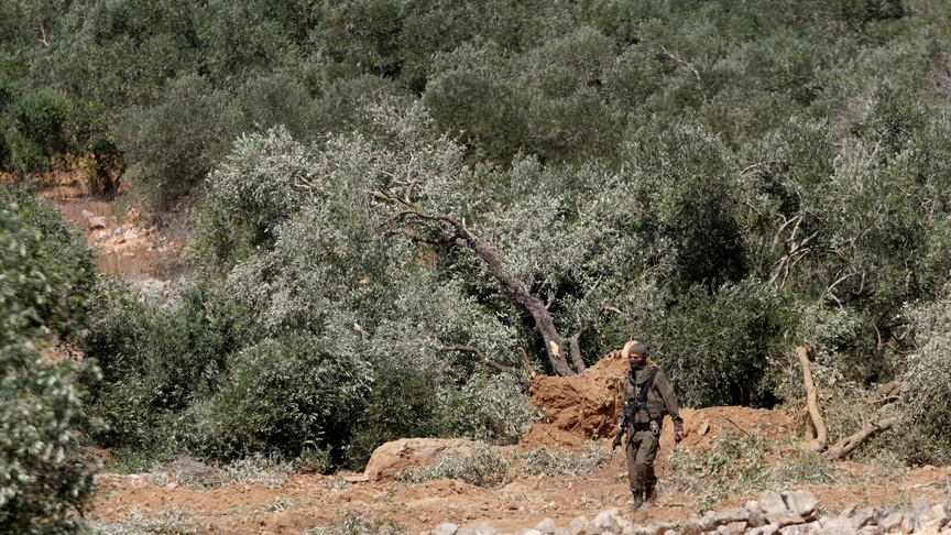 İsrail, Batı Şeria'da onlarca zeytin ağacını söktü haber görseli