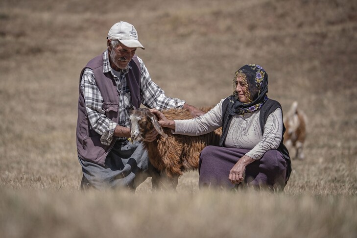 Pas 50 vitesh martesë  çifti nga Erzurumi punon dhe jeton në male