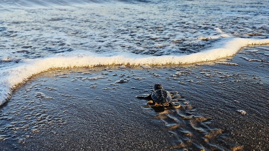 İztuzu'nda yaklaşık 30 bin caretta caretta yavrusu denize ulaştı