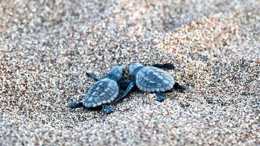 Çıralı Sahili'nde 117 yuvadan çıkan 3 bin 500 caretta caretta yavrusu denizle buluştu