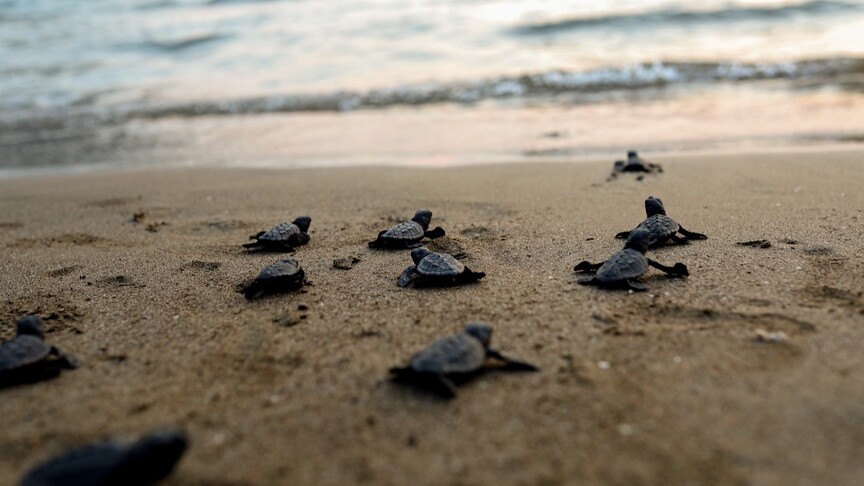 Fethiye sahillerinde yaklaşık 6 bin caretta caretta yavrusu denizle buluştu haber görseli