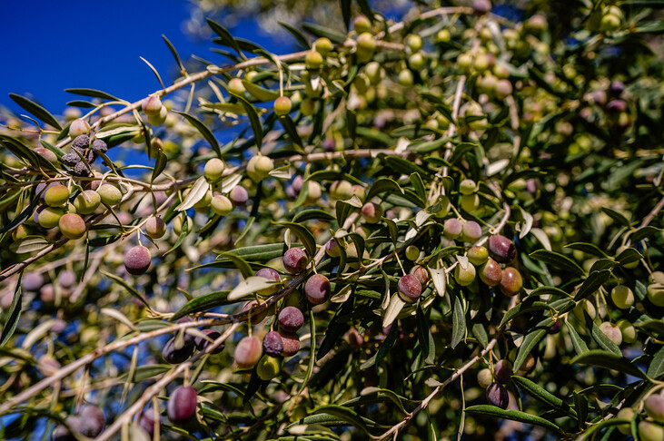 Tunisia Expects 40 Percent Drop in Olive Production, Calls for Sector Financing