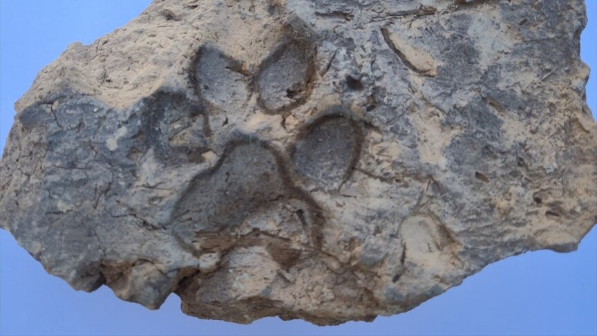 Tavşanlı Höyük kazılarında yaklaşık 4 bin yıllık pati izleri bulundu