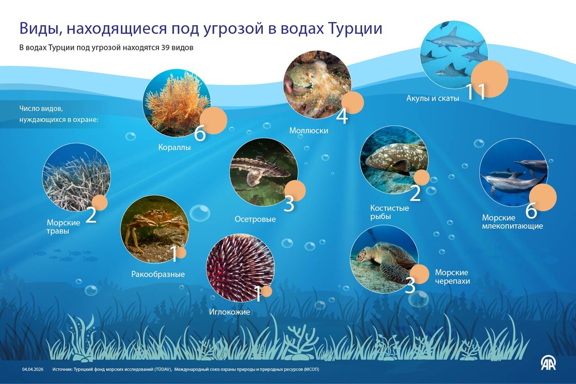 Виды, находящиеся под угрозой в водах Турции