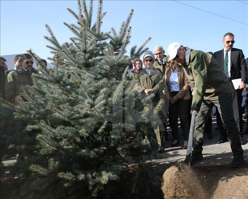 Эрдоган дал старт Национальному дню посадки деревьев
