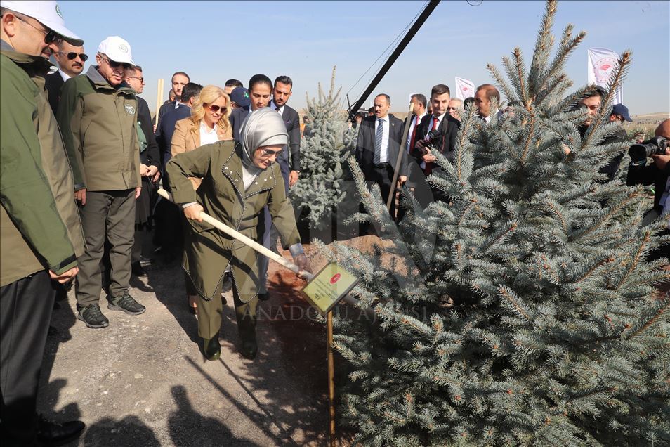 Эрдоган дал старт Национальному дню посадки деревьев
