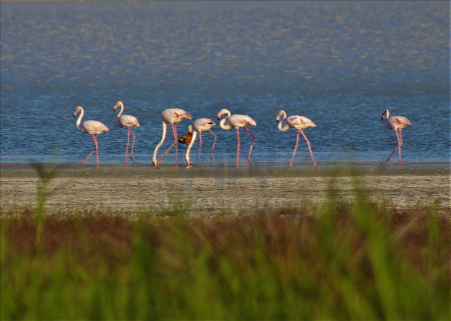 Burdur Yarışlı Gölü'nde flamingo yoğunluğu
