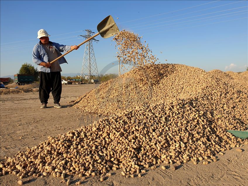 Çukurova'da yer fıstığı üretim alanı genişliyor
