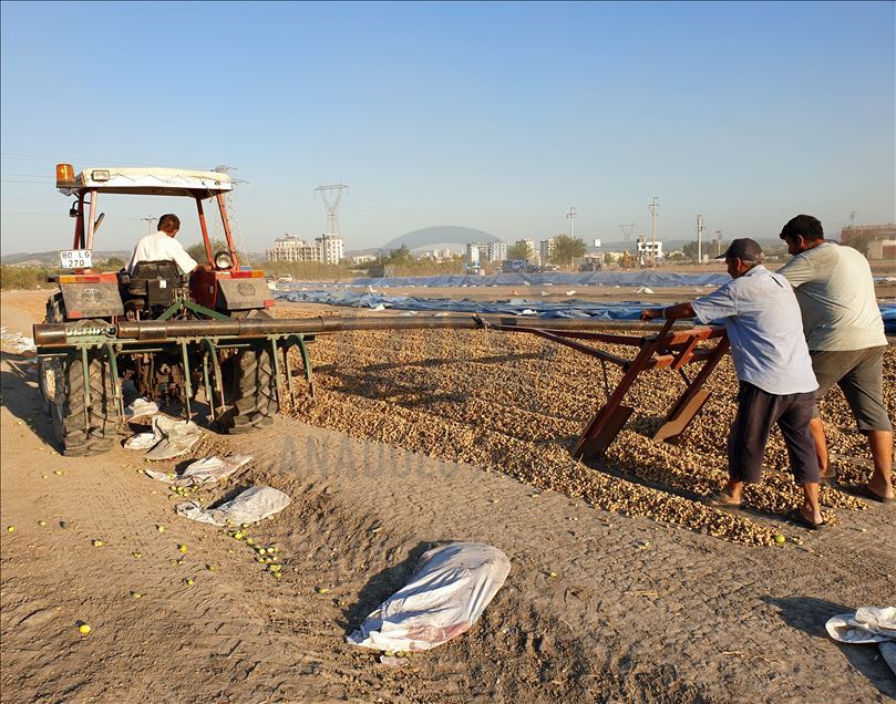 Çukurova'da yer fıstığı üretim alanı genişliyor
