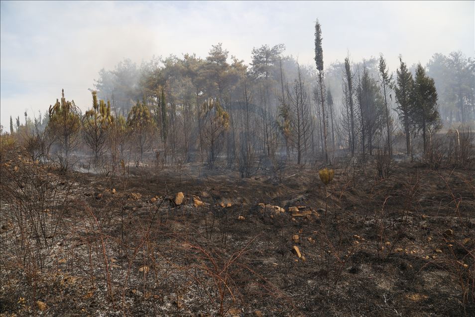 Kahramanmaraş'taki orman yangını sürüyor