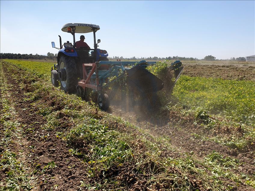 Çukurova'da yer fıstığı üretim alanı genişliyor
