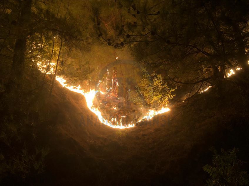 Kahramanmaraş'ta orman yangını