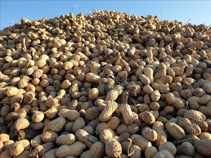 Çukurova'da yer fıstığı üretim alanı genişliyor
