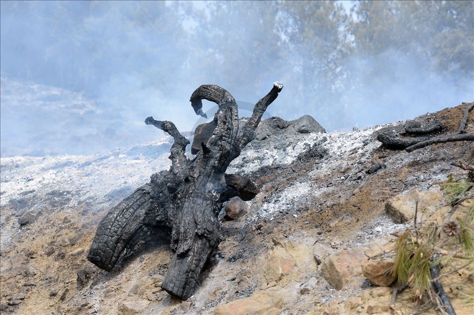 Kahramanmaraş'taki orman yangını sürüyor