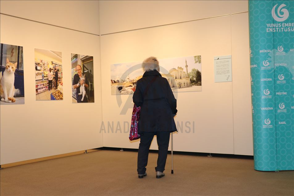 В Токио проходит выставка «Турецкие коты»