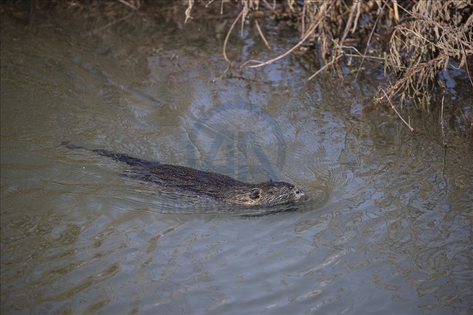Coypus in Turkey's Edirne