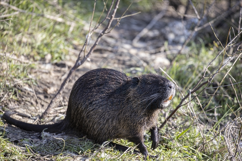 Coypus in Turkey's Edirne