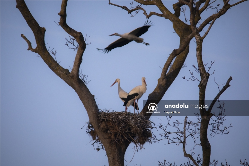 مهاجرت لک‌لک‌ها به تالاب قزل‌ایرماق ترکیه