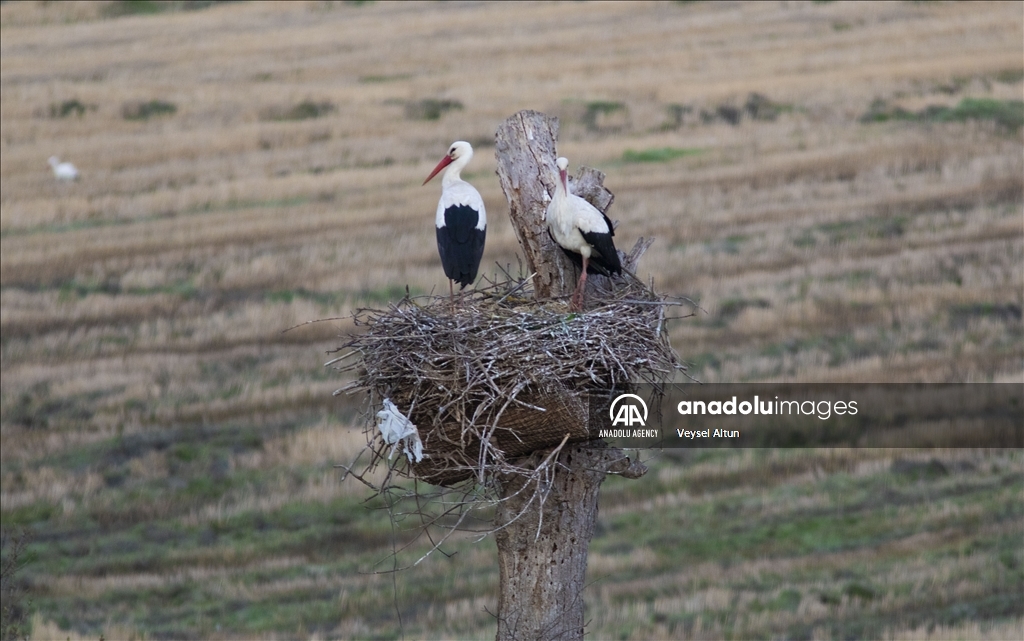 مهاجرت لک‌لک‌ها به تالاب قزل‌ایرماق ترکیه