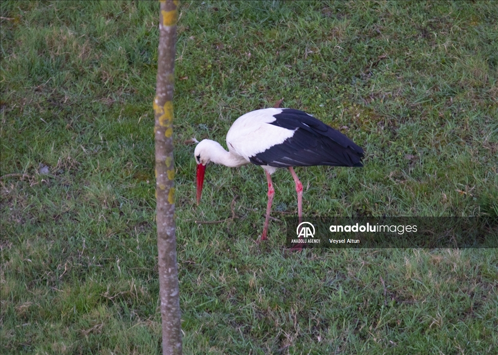 مهاجرت لک‌لک‌ها به تالاب قزل‌ایرماق ترکیه